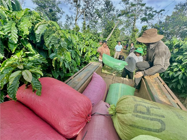 Giá cà phê tăng cao, doanh nghiệp xuất khẩu lao đao (30/03/2024)
